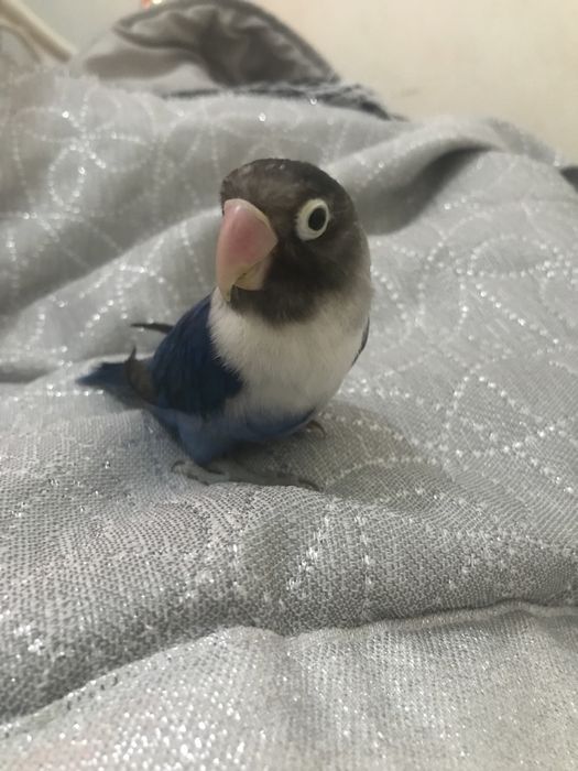 Agapone personata criado a mao/domesticado sexado