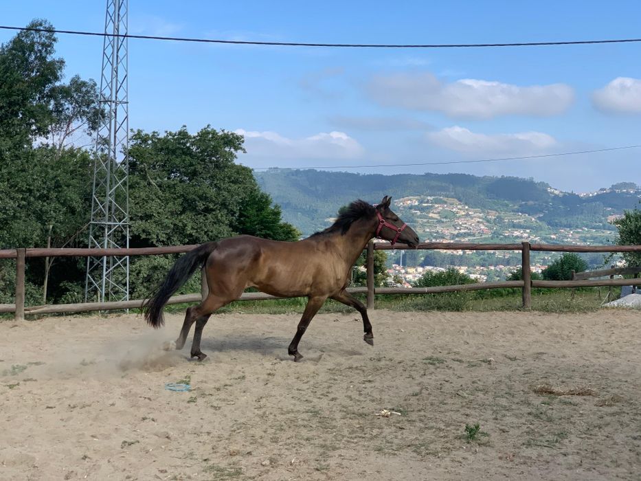 Égua cruzada Árabe