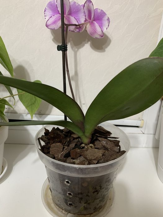 Продається орхідея