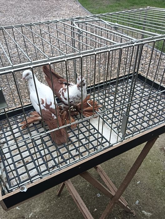 Gołębie ozdobne motyle