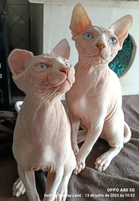 Gatinho Sphynx com LOP