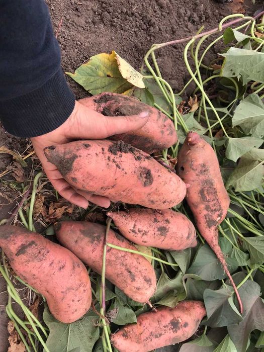 Батат - Маточні бульби для розсади (9 сортів)