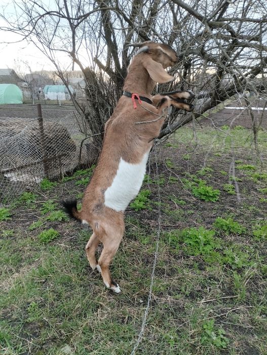 Продам англо-нубійську козу.
