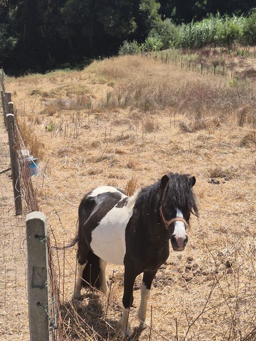 Ponei macho inteiro