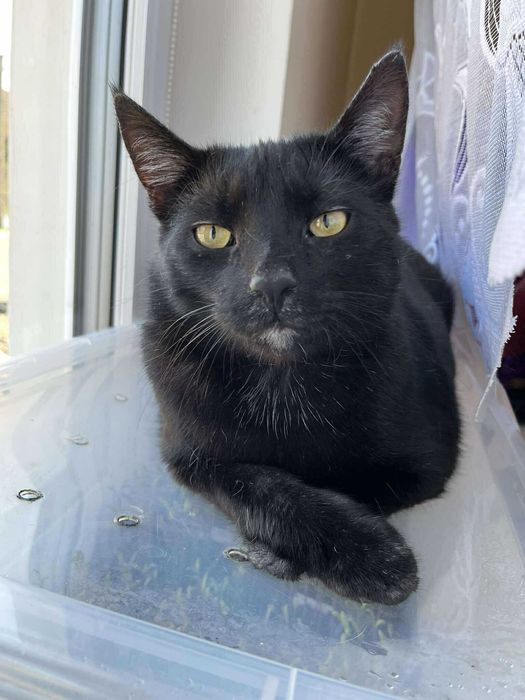 Dostojny kocurek czeka na adopcję!