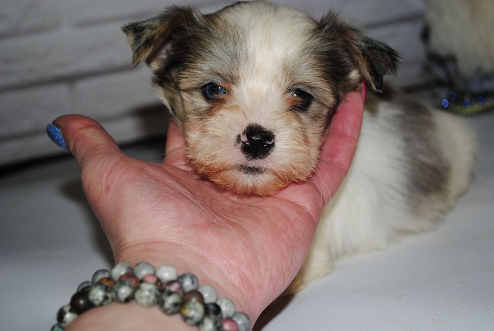 Блубері хлопці з голубим оком