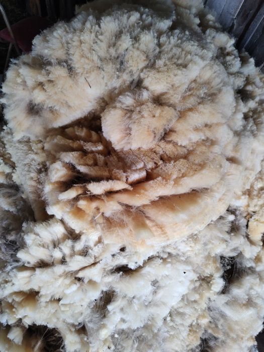 Wełna biała, runo owcze