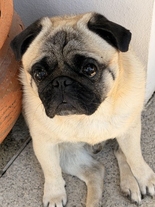 Pug Adulto para adocao responsavel