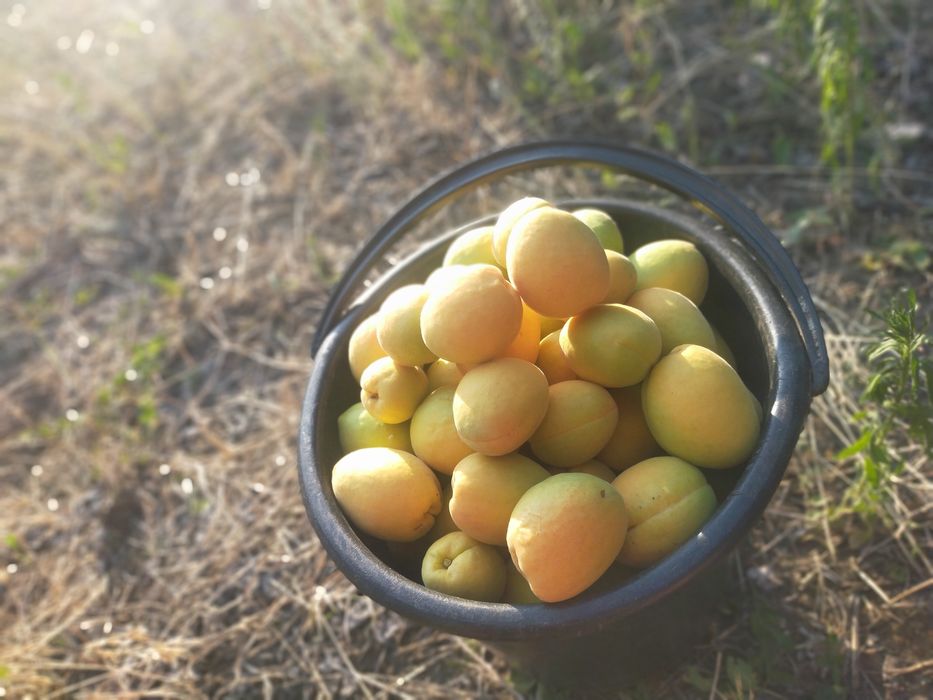 Продам сад с. Троицкое Беляевского р-на,Одесской обл.