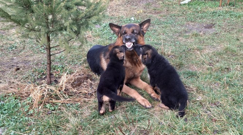 Кобель німецької вівчарки стандарт