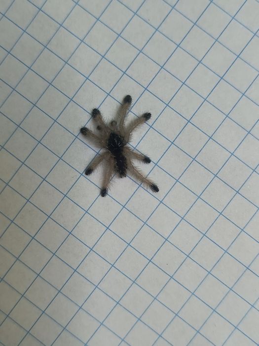 Pająk ptasznik Avicularia juruensis (ex. Peru purple) L1