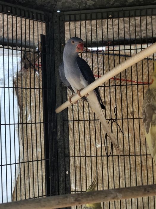 Ring neck cleartail