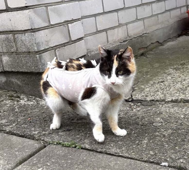 Триколірна красуня Мамасіта шукає дім!