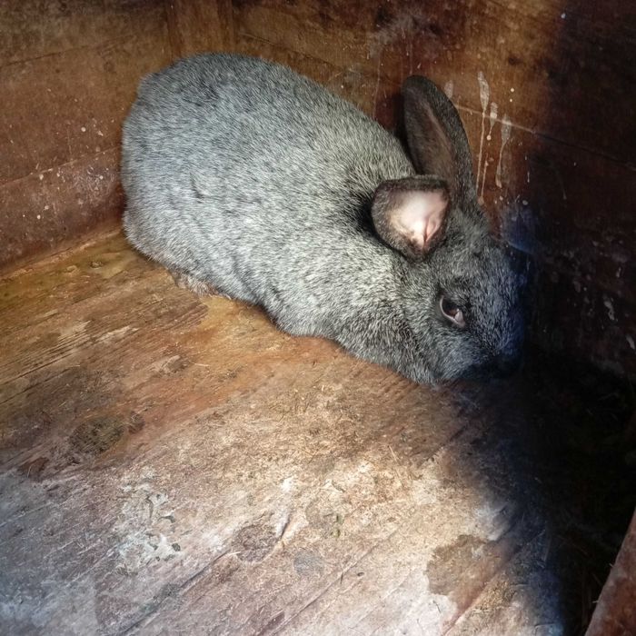 Кролі Каліфорнійці. Німецький  строкач.