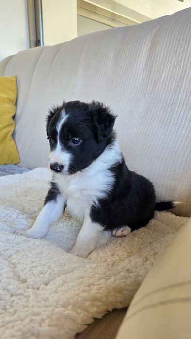 Border Collie Preto e Branco Macho