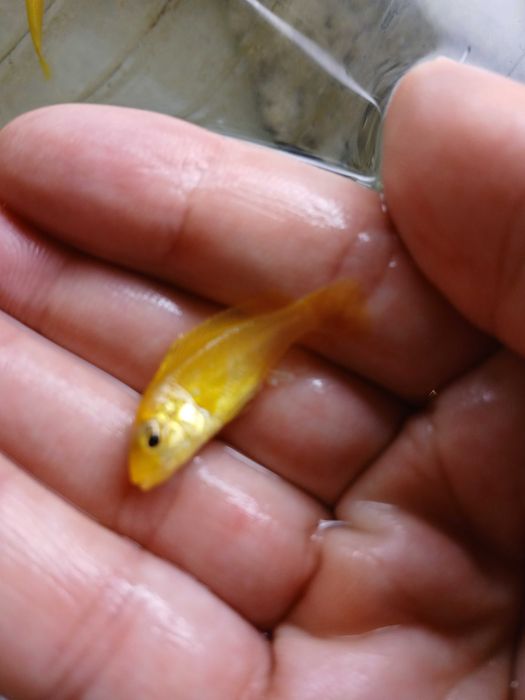 Labidochromis Caeruleus (5+1 juvenis).
