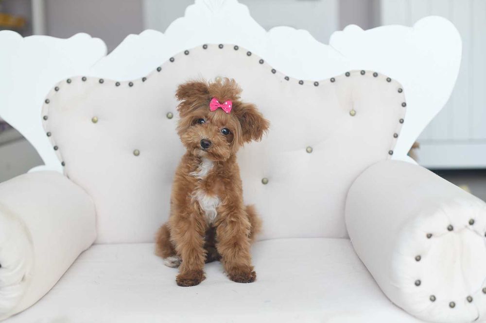 Maltipoo-sliczna suczka xs