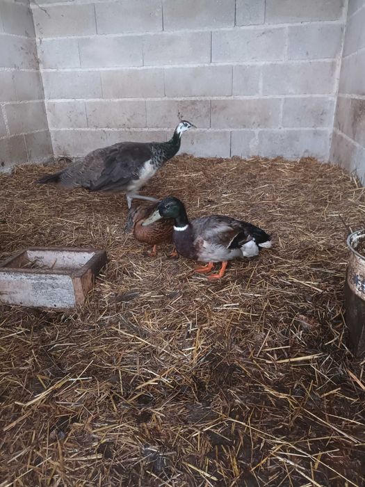 Patos  mansos casal