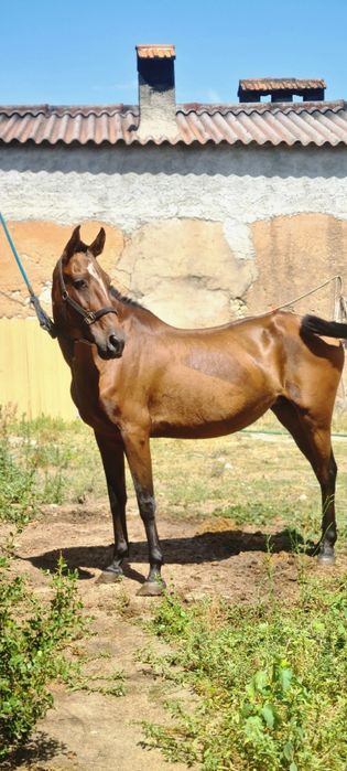 Disponivel egua PSL Letra "z"Pontuada