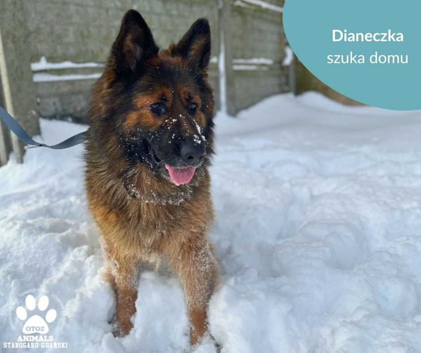 Dianeczka w typie Owczarka szuka domu