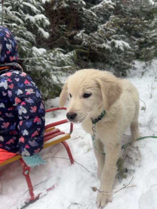 Голден ретривер (цуценята)