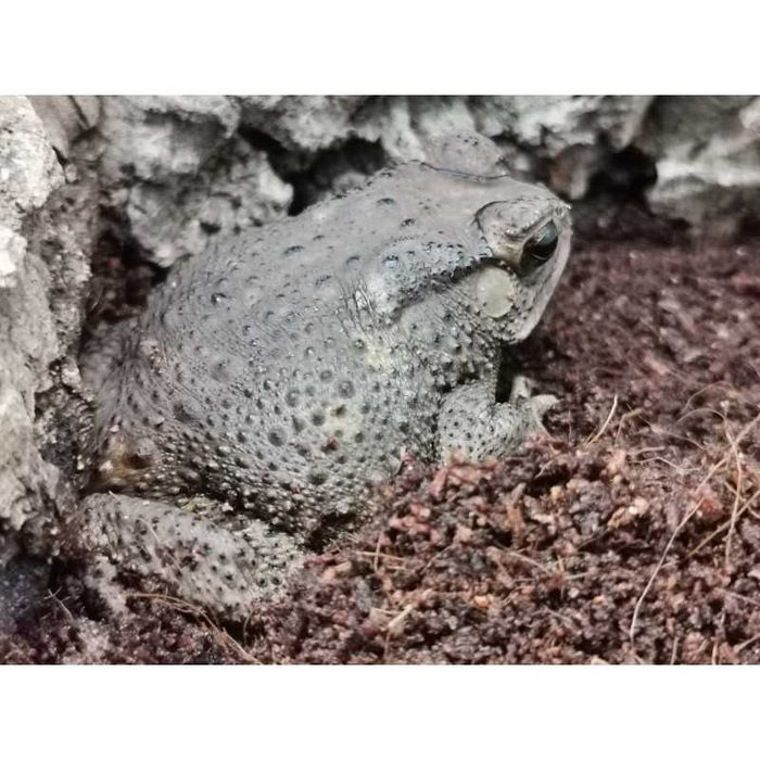 Duttaphrynus melanostictus – ropucha azjatycka