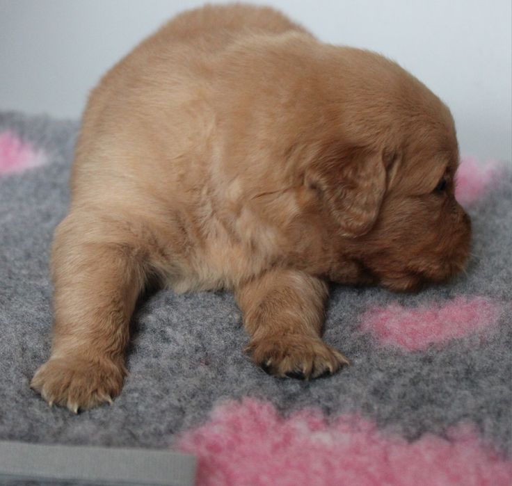 Szczeniak Golden retriever