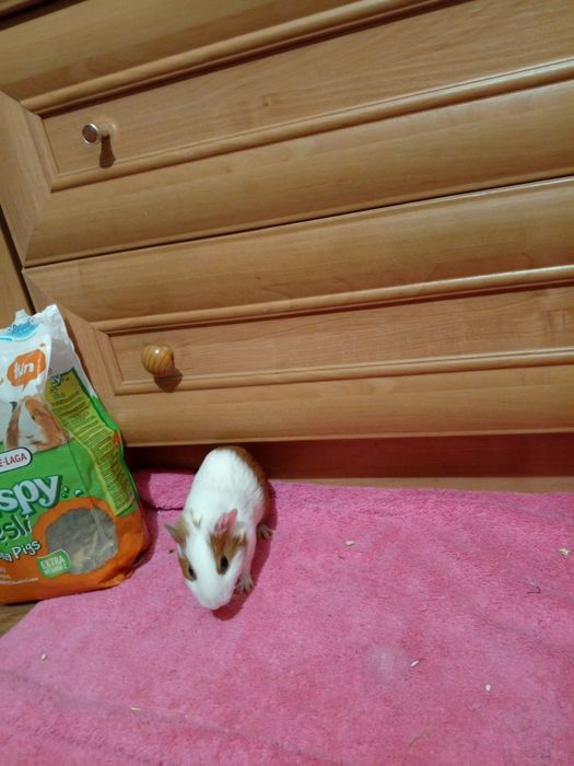 Морська свинка продам