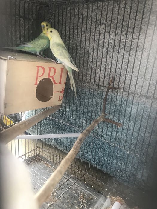 Troco ou vendo dois casais de periquitos