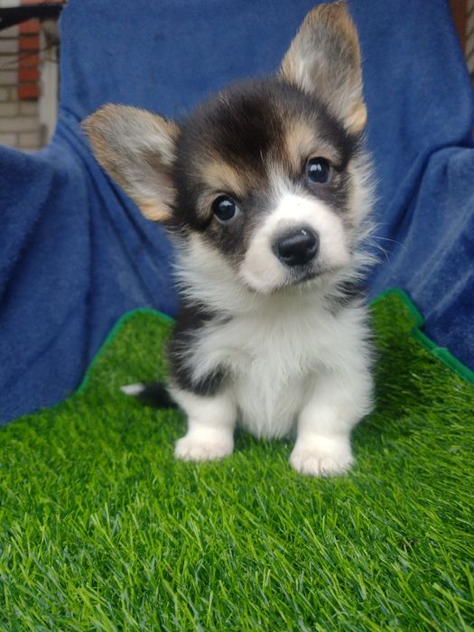 Дві дівчинки вельшкоргі пемброк