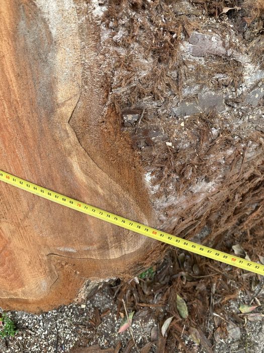 Troncos de Madeira Rara Sequoia Redwood com 60 Anos