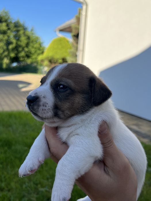 Jack Russel Terrier