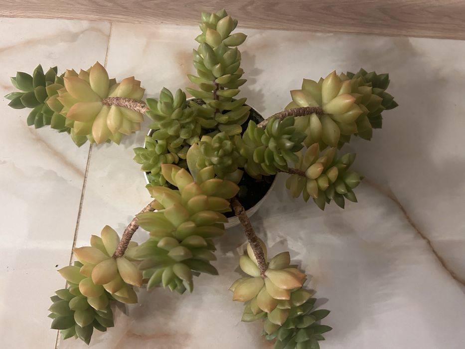 Сукуленти седум