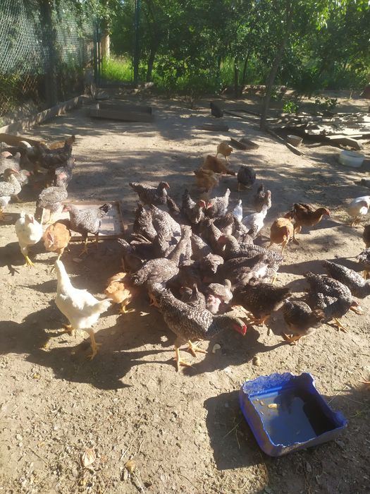 Продам кури когути