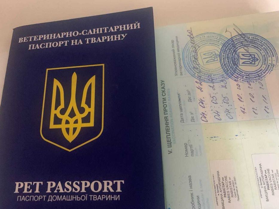 Продам тайских котят   ГОЛУБОГЛАЗАЯ  КРАСОТА
