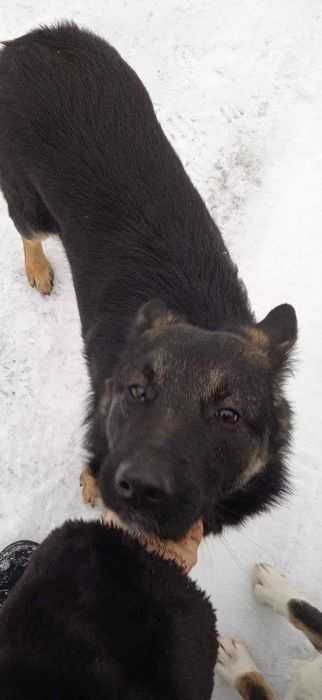 Вівчарка, віддам задарма