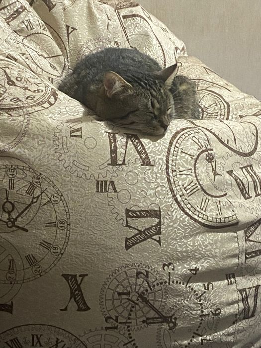 Перетримка котиків