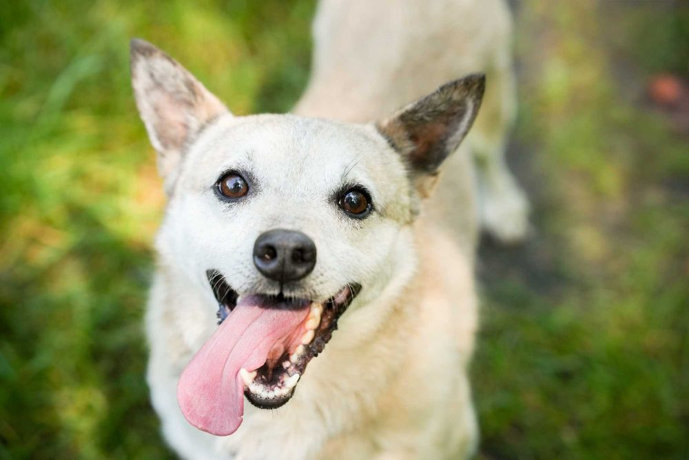 Kajtek - pies o złotym sercu szuka kochającego domu!