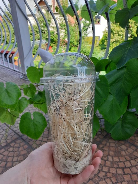 1x Drosophila melanogaster