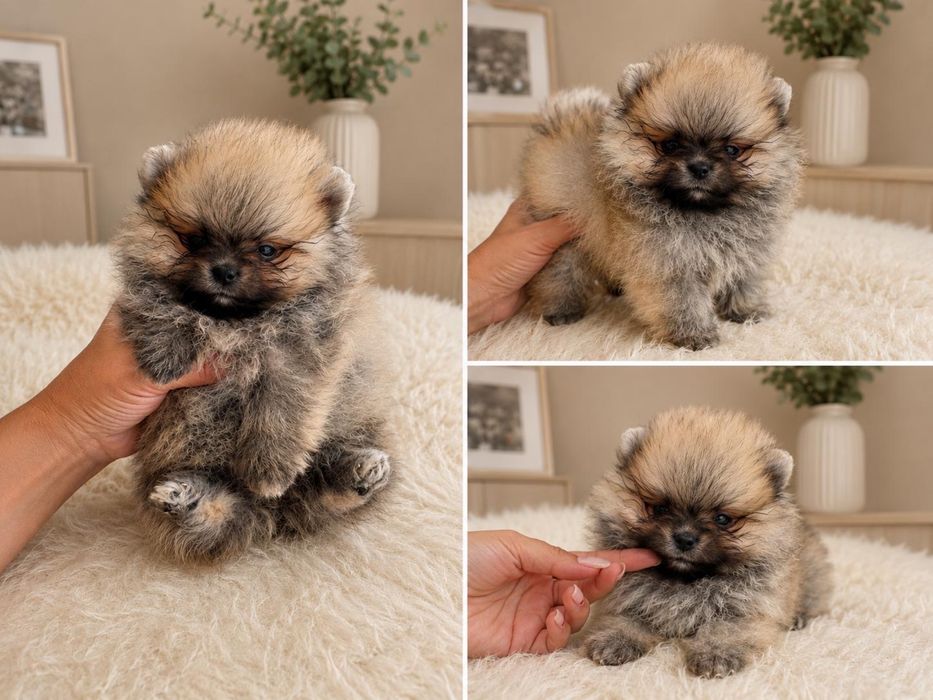 Lulu da Pomerânia MINI