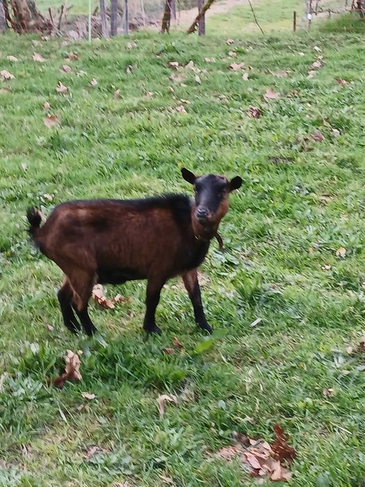 Vendo cabra ana mona