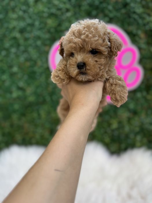 Найкращої якості мальтипу