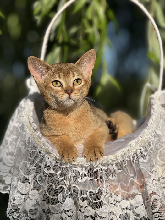 Лагідний та ніжний хлопчик