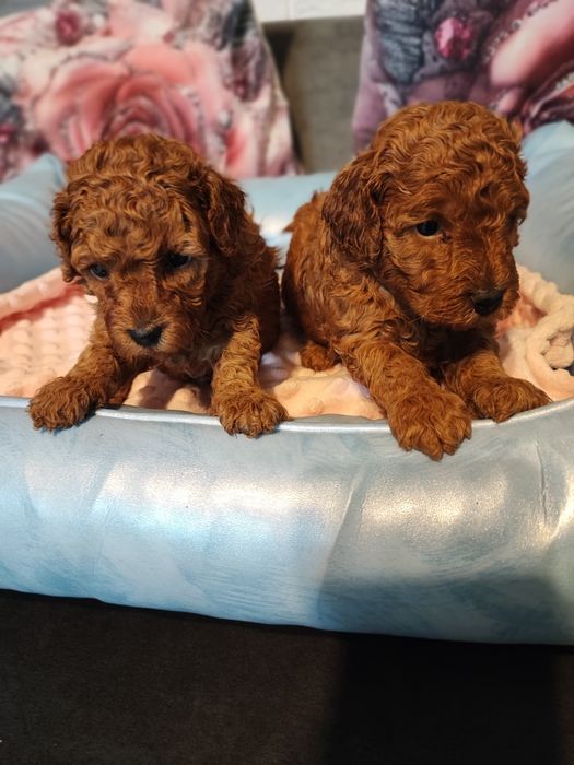 Pudelek  toy  do rezerwacji-po 20 maja