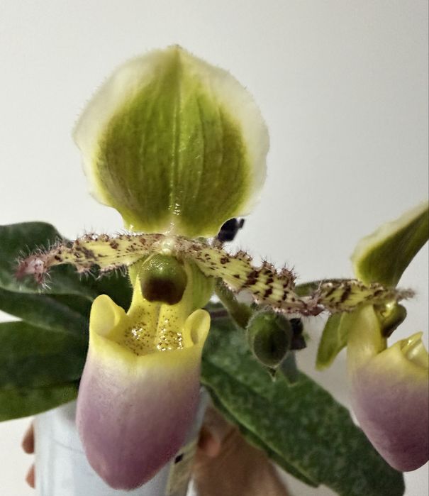 Orquideas variadas