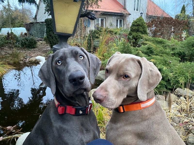 Wyżeł Wajmarski piesek na sprzedaż