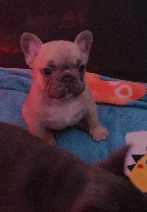 Bulldogue francês isabella faw