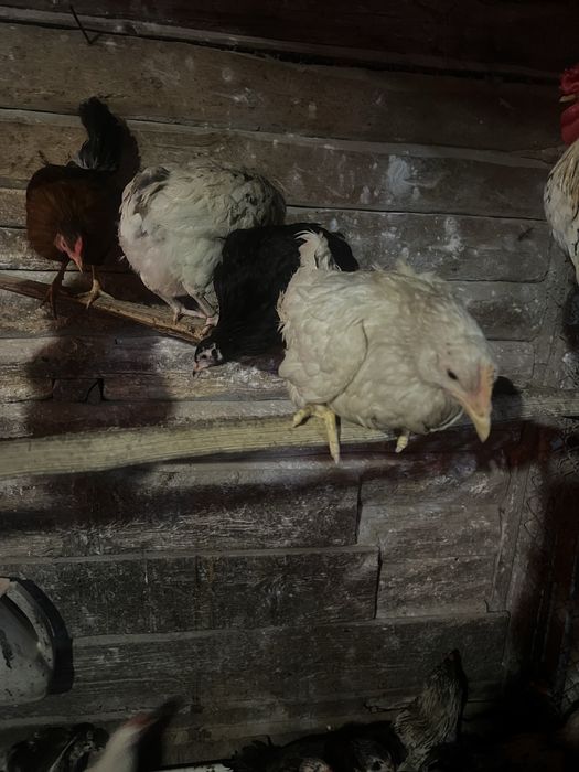 Кури несушки,півні