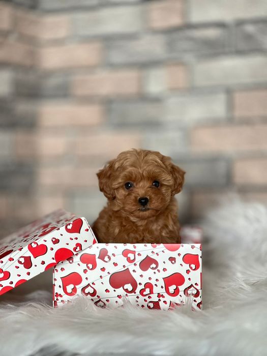 Маленький розмір, велика якість — цуценята мальтіпу. Мальтипу