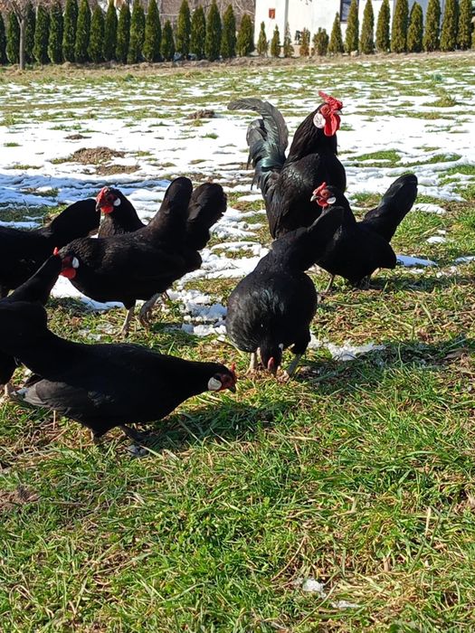 Jaja lęgowe bantamki